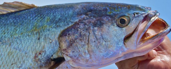 Biologists have recorded the loudest known fish and oh boy