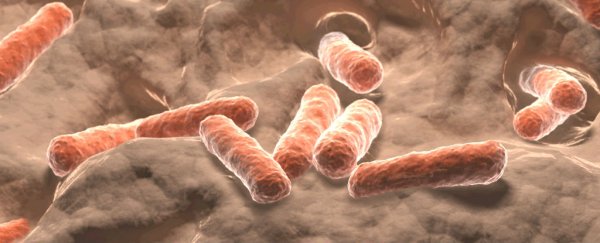 Scientists think a whole new type of life form could be living in our guts