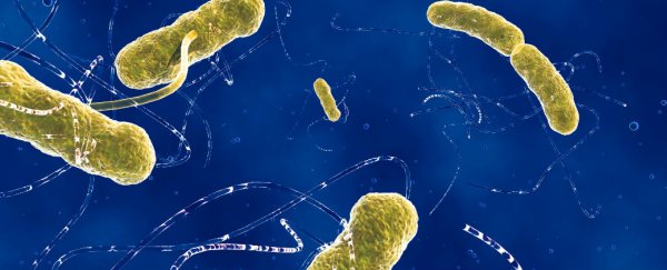 Altering your gut bacteria could ease anxiety and depression