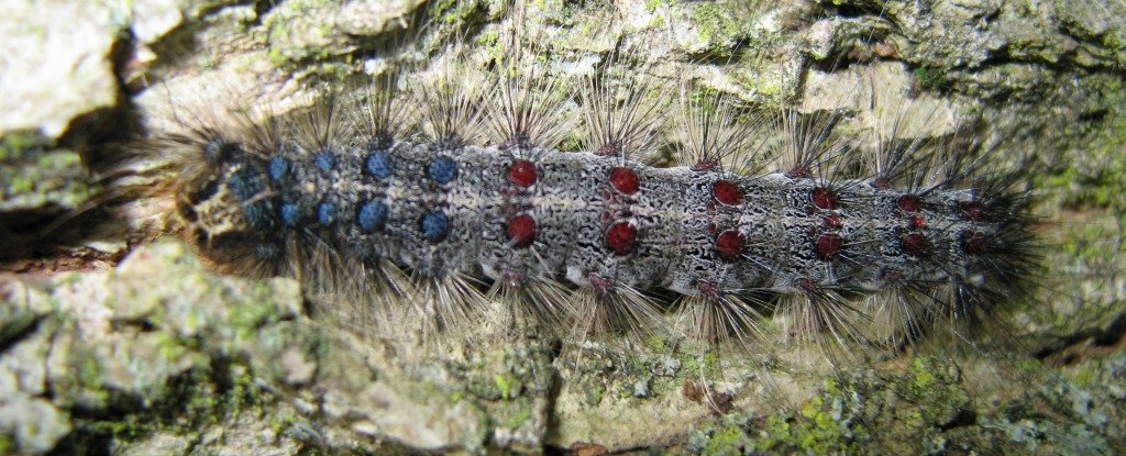 Types Of Moths In Massachusetts