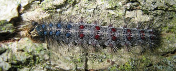 Massachusetts is being swallowed by millions of hungry caterpillars