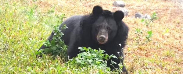 Amputee bear rescued from cruelty gets to live in sunlight for the first time