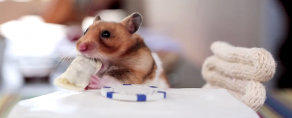 WATCH: Why tiny hamsters can eat tiny burritos, according to science
