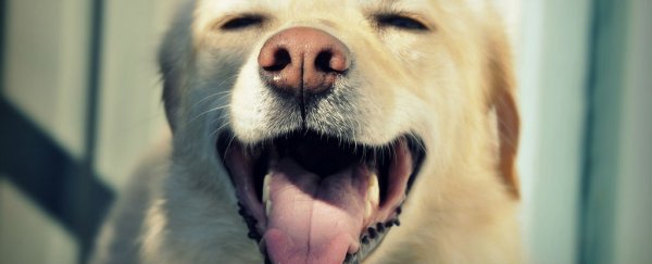 Dogs show signs of self-consciousness in new 'sniff test'
