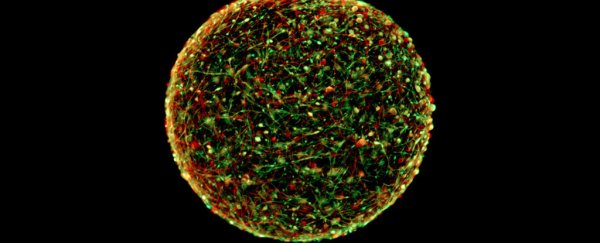 These lab-grown 'mini-brains' could help replace animal testing this year