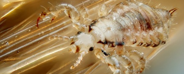 Over-the-counter treatments probably won’t kill your head lice anymore
