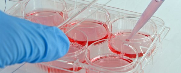 Researchers figure out how to regrow heart muscle