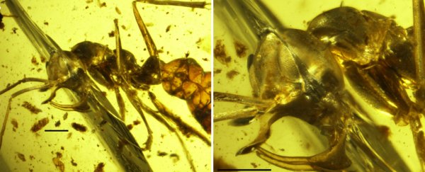 This newly discovered ant has a metal spike on its head and was probably a vampire