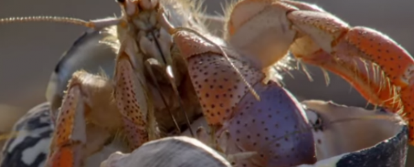 WATCH: Moving house? Join the hermit crab conga line