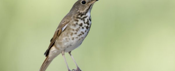 This bird is one of the most talented singers on Earth