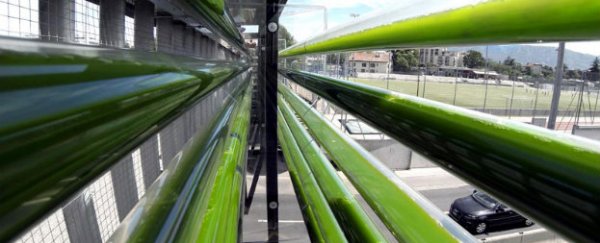 This algae farm eats highway pollution