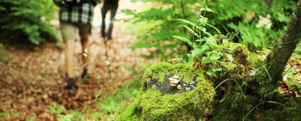 Here's why a walk in the woods or a dip in the ocean is so great for your health