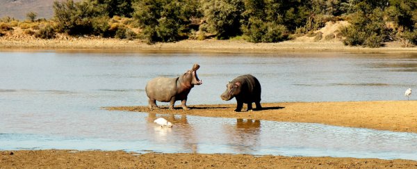 The last time Earth was this hot, hippos lived in Britain