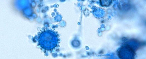 A dangerous fungal infection hid inside a man for 30 years before revealing itself