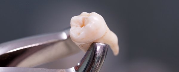 Researchers now know in uncomfortable detail exactly what chewing does to our teeth
