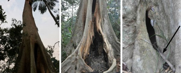 Origin of 2014 Ebola outbreak traced to kids' favourite hollow tree