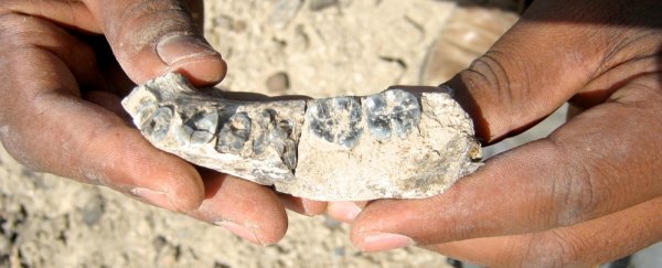 Fossil discovery suggests humans may be half a million years older than we thought
