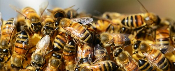 An 18-year study just revealed how bad pesticides are for bees