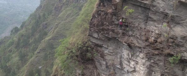 This hallucinogenic honey is so prized that hunters scale cliffs and confront swarms to get it