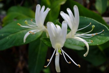Honeysuckle tea can treat Influenza A viruses, and possibly Ebola