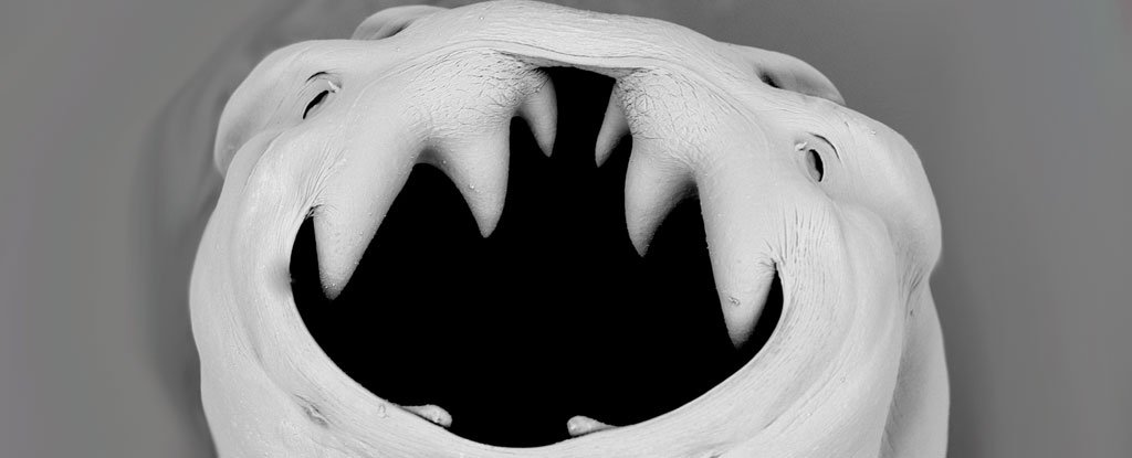 hookworms in humans face hookworms in humans face