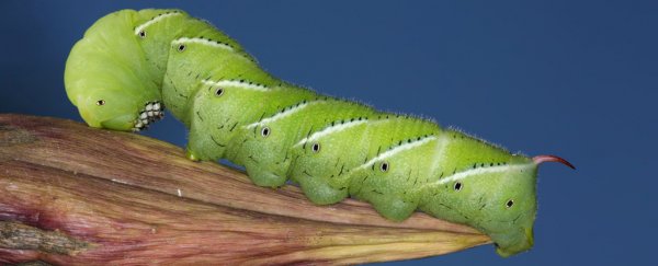 Plant spines are a defensive win against threats big and small