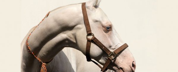 The success of horses suggests a key assumption about evolution could be wrong
