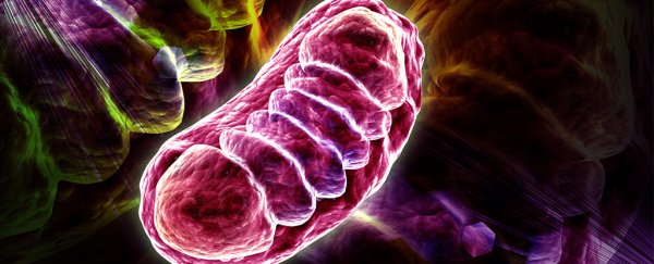 Turns out the powerhouse of our cells could be running at a scorching 50°C