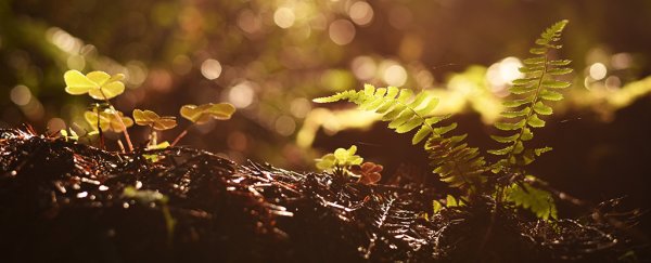 Carbon released by warming soils could trigger a disastrous feedback loop