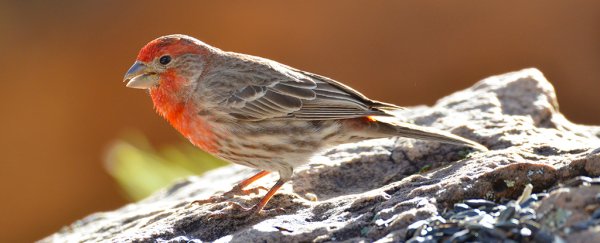 These birds have picked up a nasty cigarette habit to fight off parasites