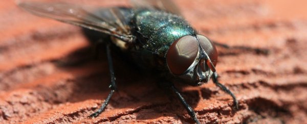 Insects are conscious and egocentric, study finds