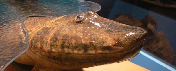 Bigger eyeballs led our fishy ancestors to evolve limbs 385 million years ago
