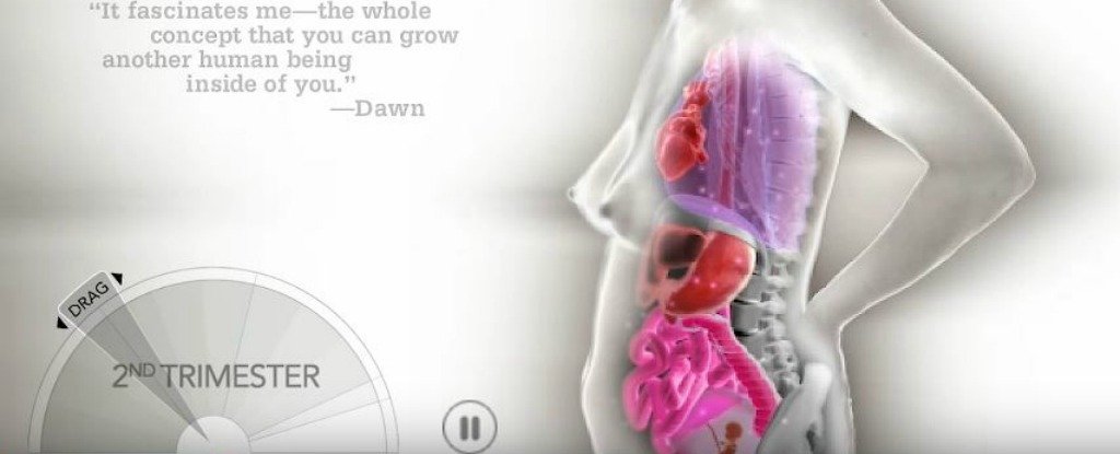 This Crazy Animation Shows How Organs Shift During Pregnancy