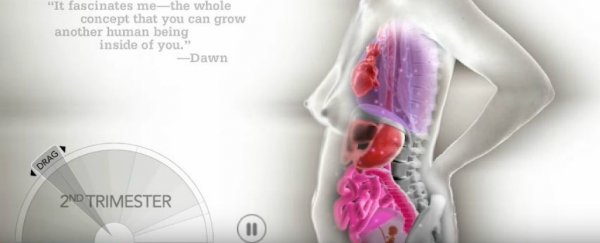 This crazy animation shows how organs shift during pregnancy