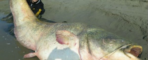 Monster catfish caught in Italy