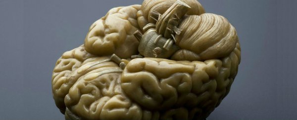 Learning to read can rewire deep parts of the adult brain in just 6 months