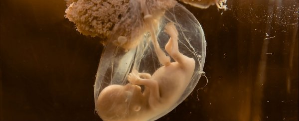 How exactly does a human embryo form?