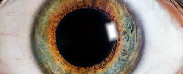 WATCH: Here's how eyes evolved 500 million years ago