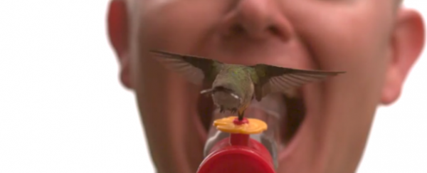 WATCH: Hummingbird Moustaches (IN SLOW MOTION)