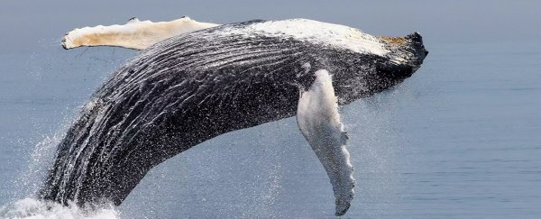 Most of the world's humpback whale populations are no longer endangered