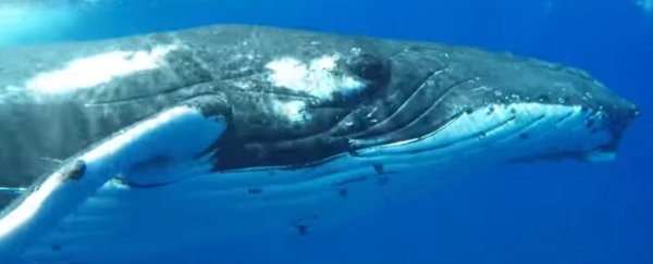 A marine biologist says a whale protected her from a huge shark while diving