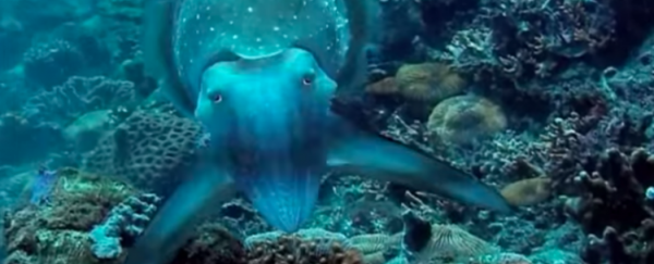 WATCH: Cuttlefish hypnotise with their amazing light display