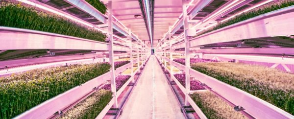 World’s first underground urban farm opens for business in London