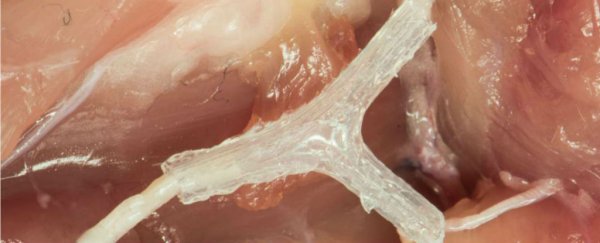 Here's how tiny 3D-printed scaffolds could be used to restore human nerves