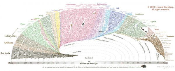 Here's the tiny human twig in the Tree of Life