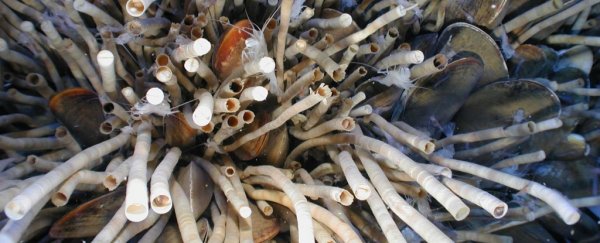 Is this Bizarre Tubeworm the Longest-Living Animal in the World?