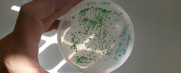 Bacterial cells are actually the world's smallest 'eyeballs', scientists discover by accident