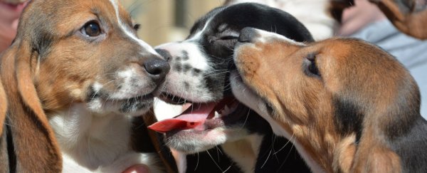 These are the world’s first puppies born through IVF