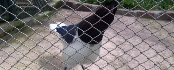 WATCH: This nightmare bird sounds like a video game and a robot assassin