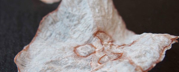Crispy jellyfish are the next weird food source proposed by Danish scientists